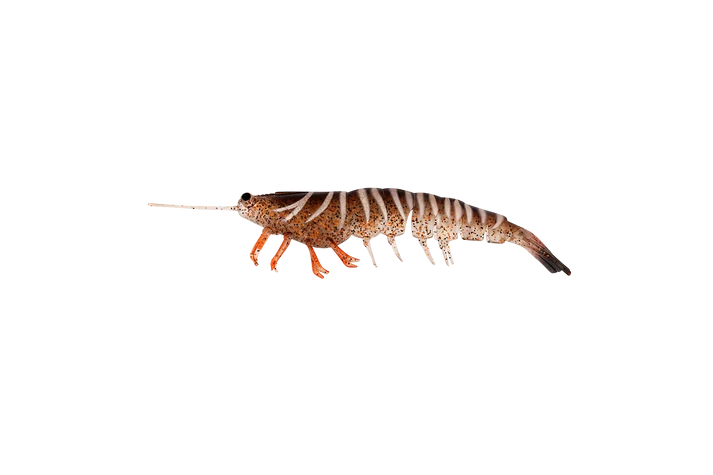 Irukandji Megaprawn 100mm Soft Plastic
